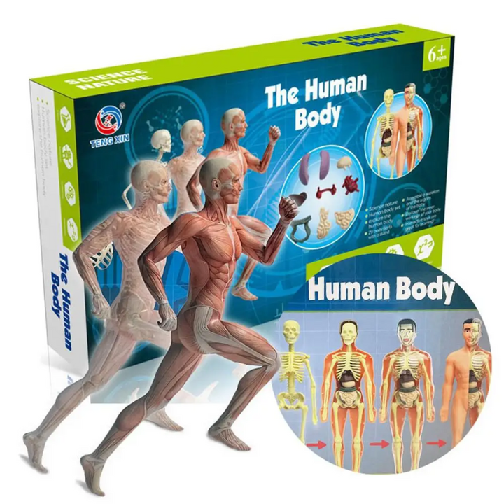 Anatomy model box with muscle illustrations and an inset showing the body&