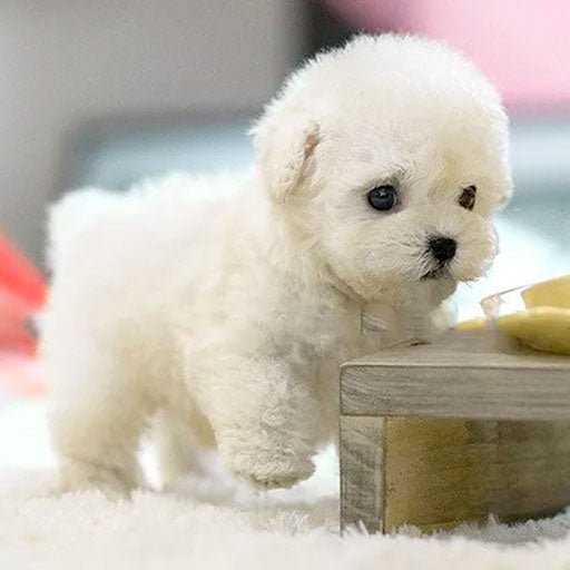 Bowie Robot Dog Toy | Lifelike Movements, Plush Design 1