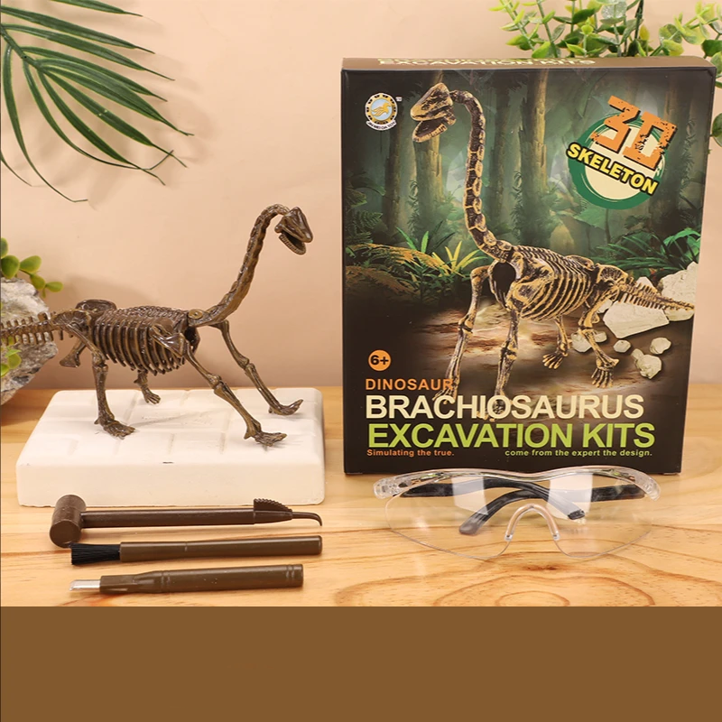 Brachiosaurus skeleton model with a long neck beside an excavation block, tools, and box