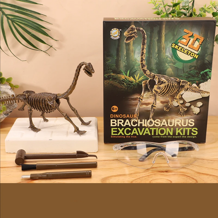 Brachiosaurus skeleton model with a long neck beside an excavation block, tools, and box