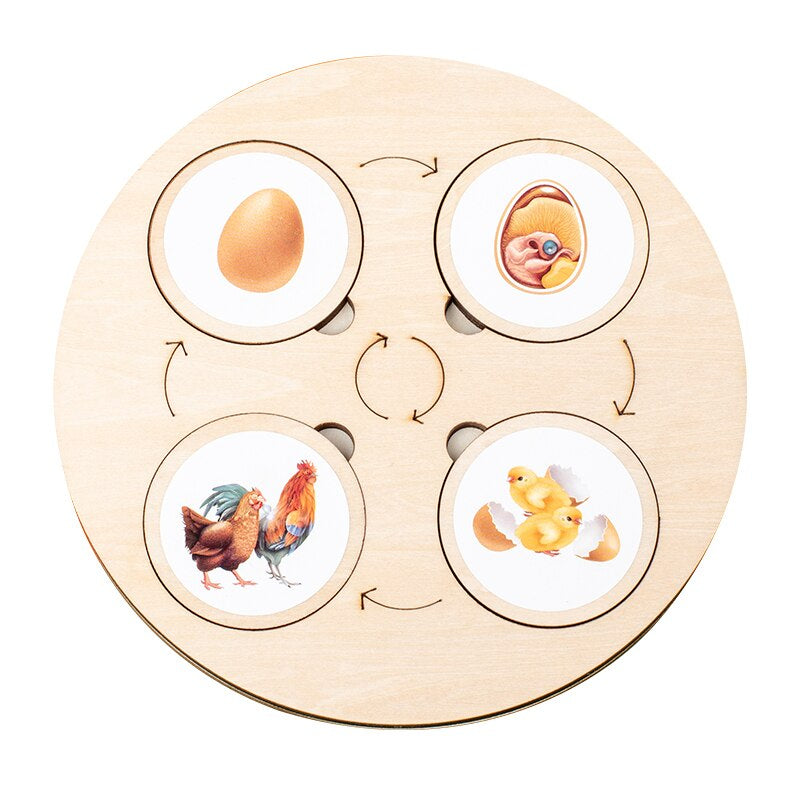 Four-stage chicken life cycle shown with egg, chick, and adult chicken pieces on a wooden board