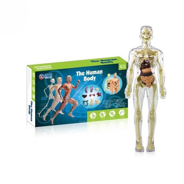 Clear human body model with visible bones and organs beside its illustrated green box