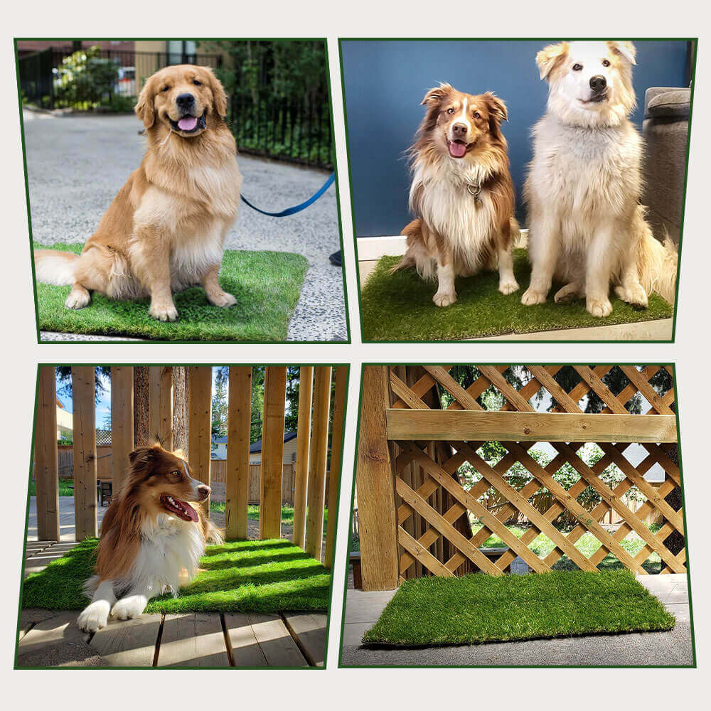 Dwellturf Indoor Dog Potty Mat Washable Grass Relief Pads Product Image 01