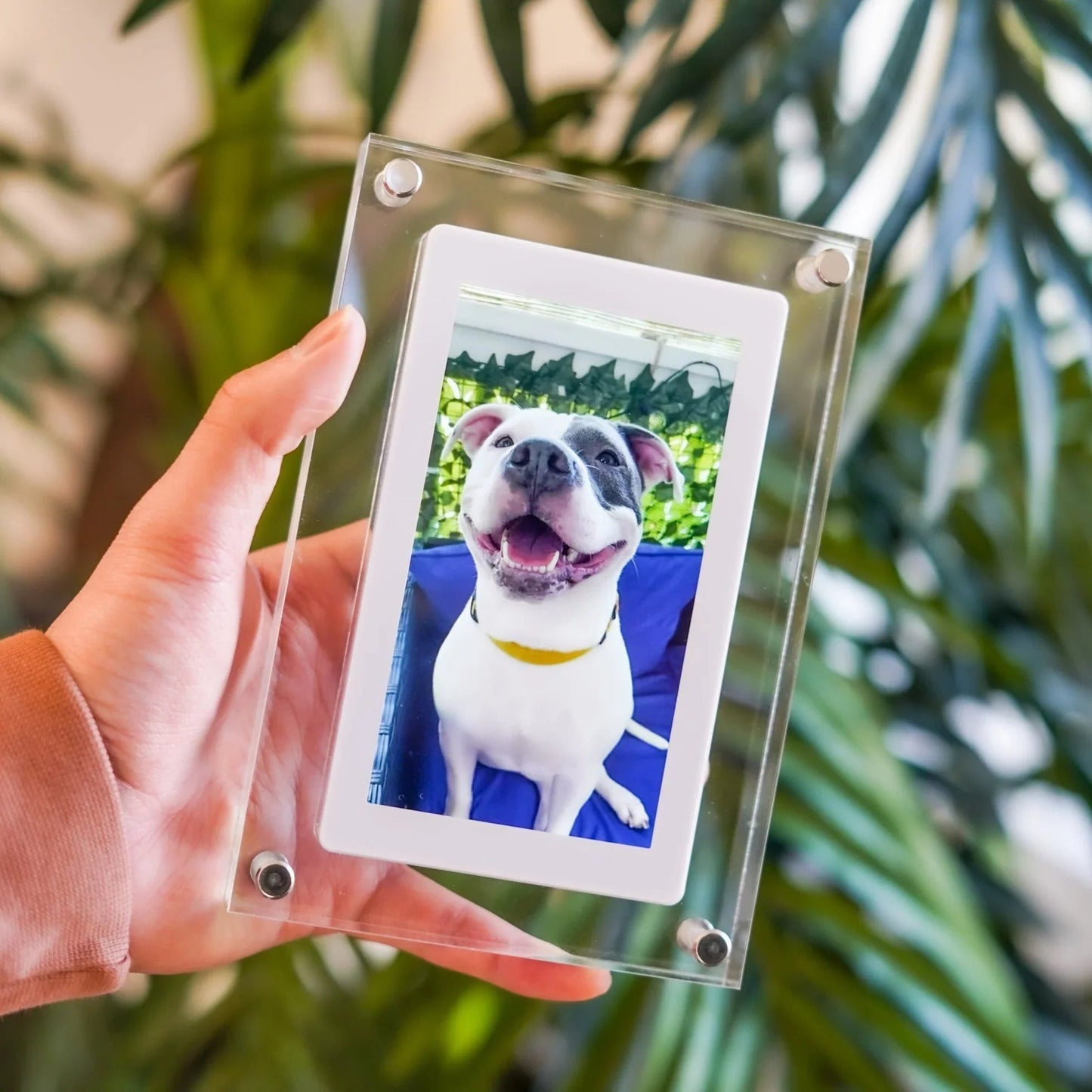 Melo Digital Picture Frame | 5-Inch Transparent, Quick Upload
