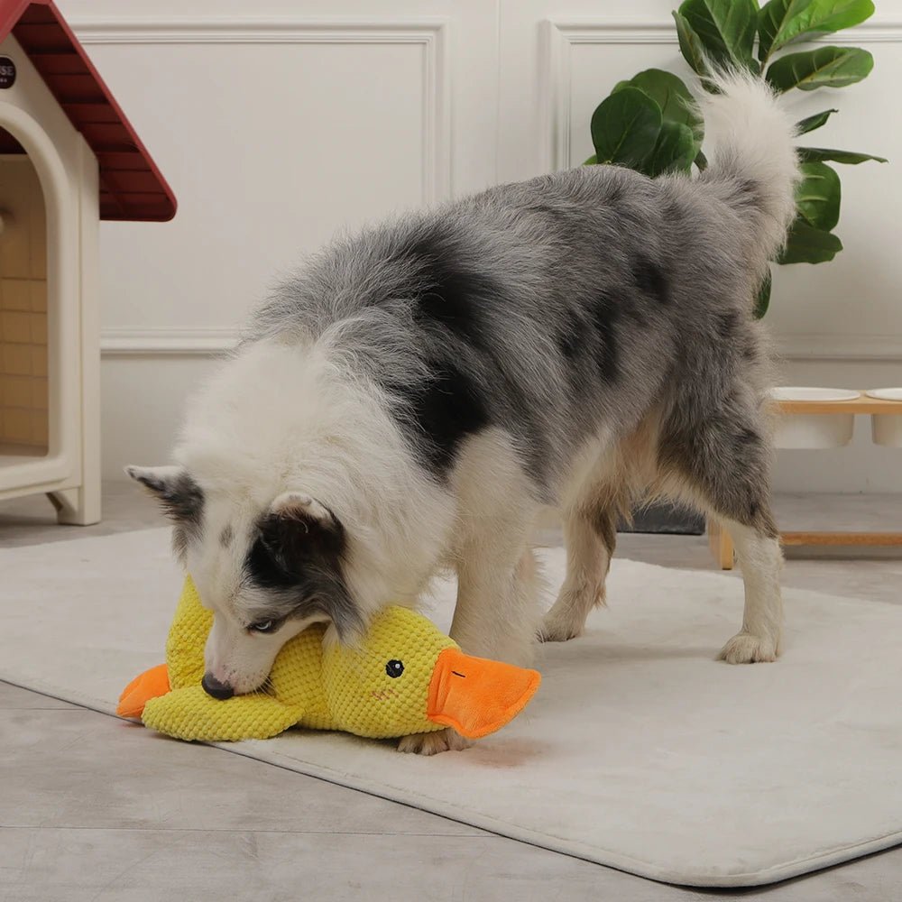 Quack - quack Duck Dog Toy - Zavonix