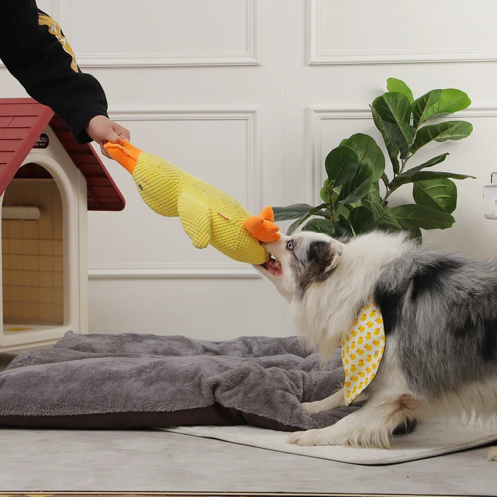 Quack - quack Duck Dog Toy - Zavonix