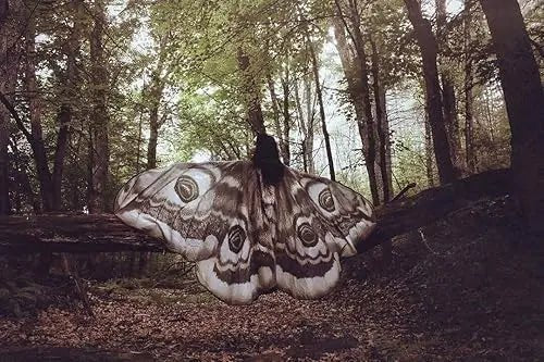 Silver Moth Wings Shawl – Elegance Stunning Cape ( ) - | Zavonix