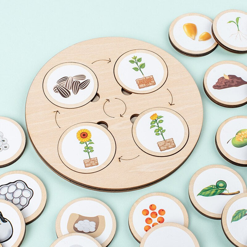 Sunflower life-cycle pieces fitted into a round wooden puzzle board with other illustrated discs nearby