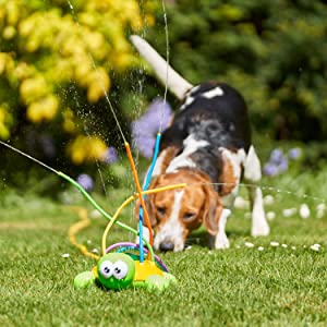 Dog playing beside a turtle sprinkler spraying water on a lawn.